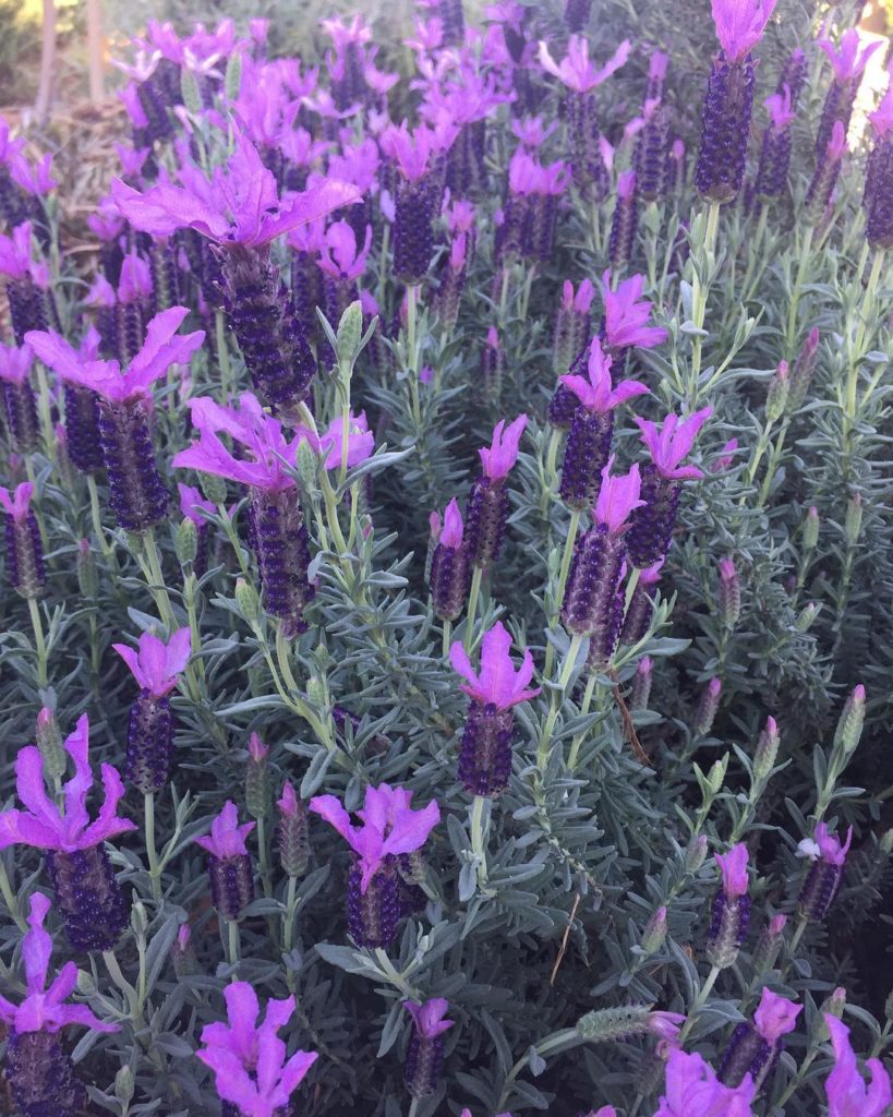 @gardendesignmag: Spanish lavender blooming for you! Have a great weekend!
@mscaitlinatkinson @ba…