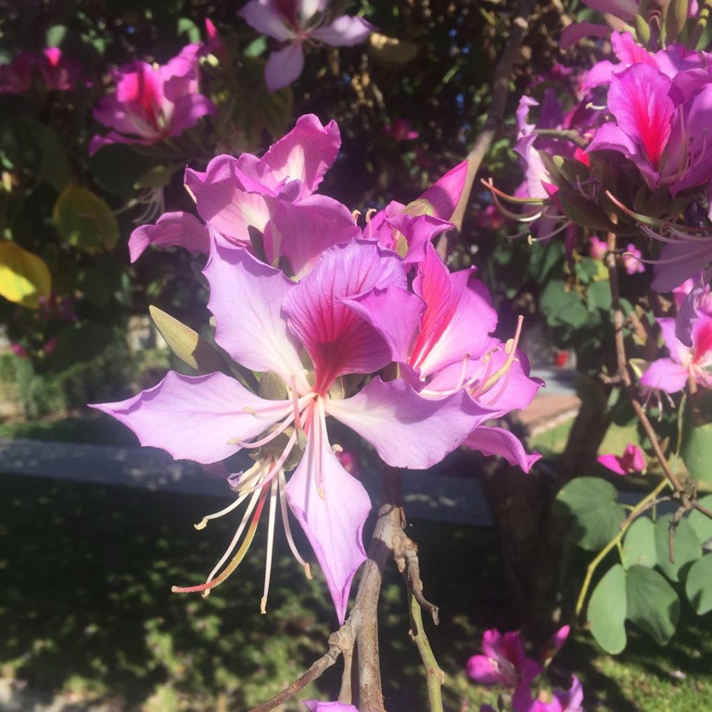 @gardendesignmag: There’s beauty all around you! Here’s what is blooming right now in Redlands, CA…