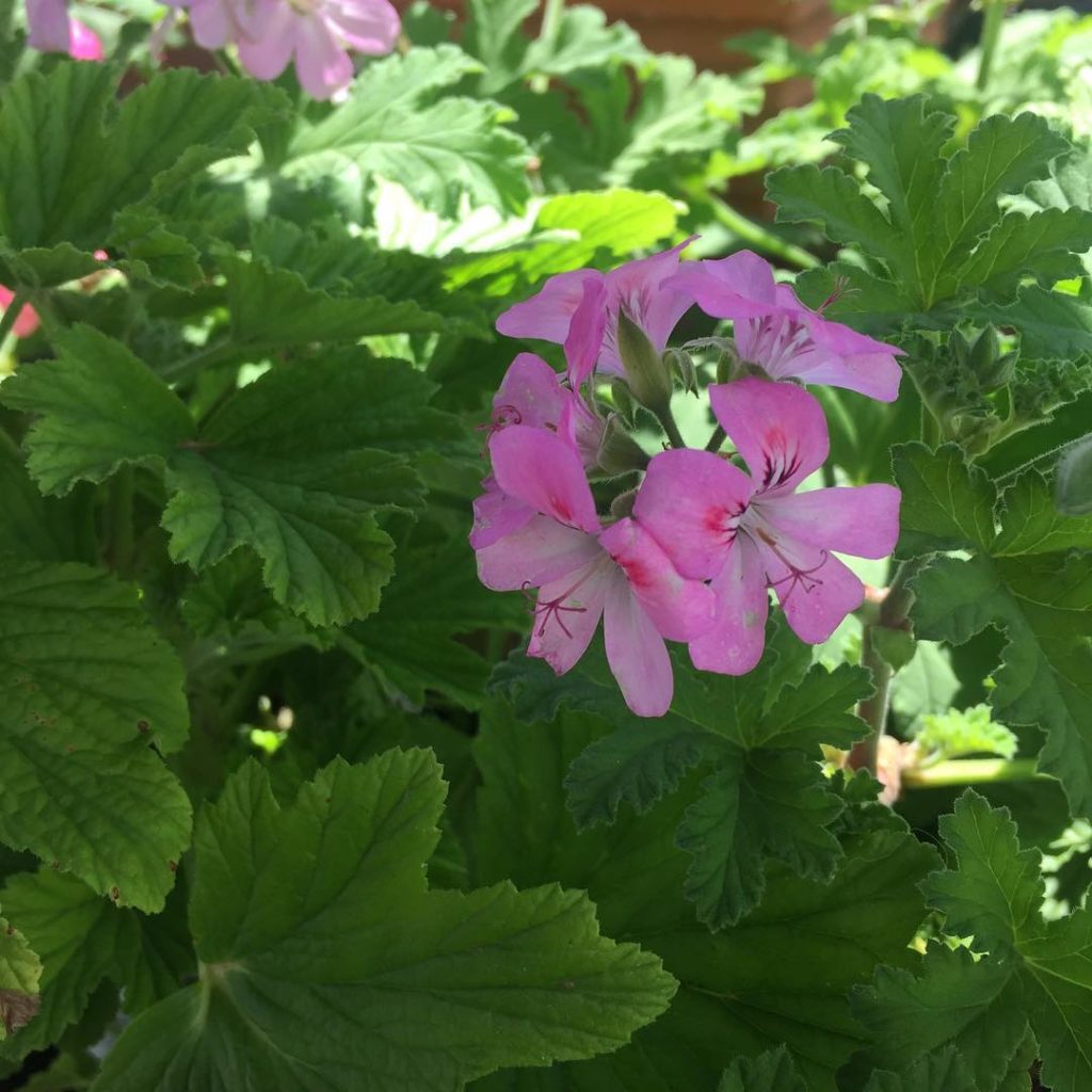 @gardendesignmag: If only you could smell this scented geranium sweet mimosa at @merrihewsnursery…