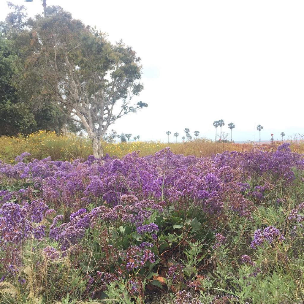 @gardendesignmag: A little park by the railroad tracks in #cardiffbythesea in San Diego county. Lo…