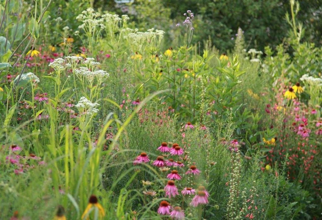 @gardendesignmag: Landscape designer @thomasrainerdc creates vibrant, healthy plant communities wh…