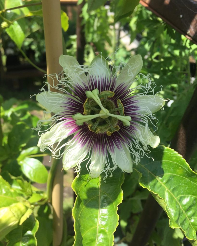 @gardendesignmag: Do you consider yourself a ‘Plant Nerd’? Join fellow PN’s and sign up for our fr…