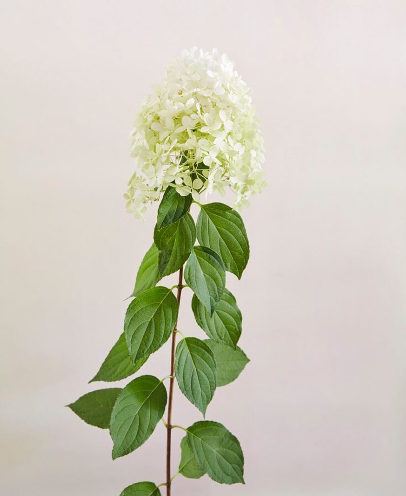 @gardendesignmag: Hydrangea paniculata ‘Little Lamb’ is named for its fluffy heads of delicate whi…