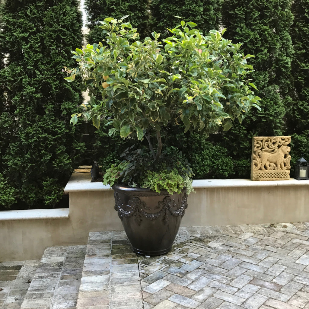 @gardendesignmag: From our editor Thad: I’ve never seen one of these before. It’s a variegated Eur…