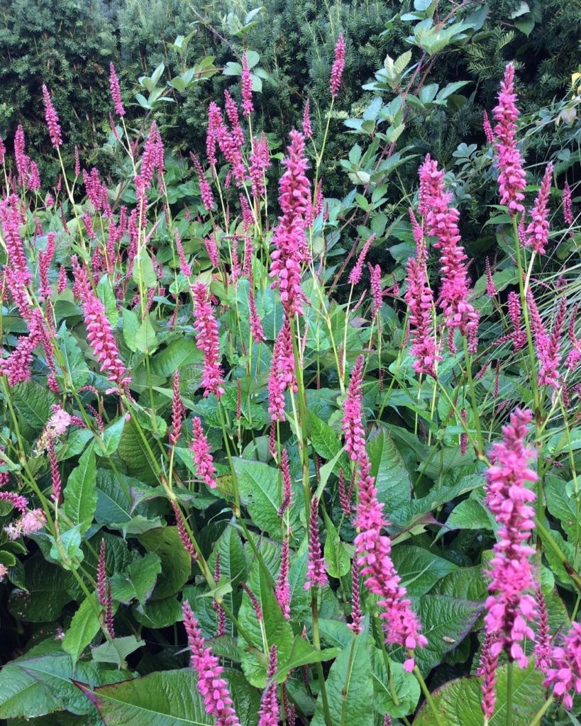 @gardendesignmag: Monday Plant Meet: Persicaria amplexicaulis ‘Summer Dance’ Knotweed.
Lime-green…