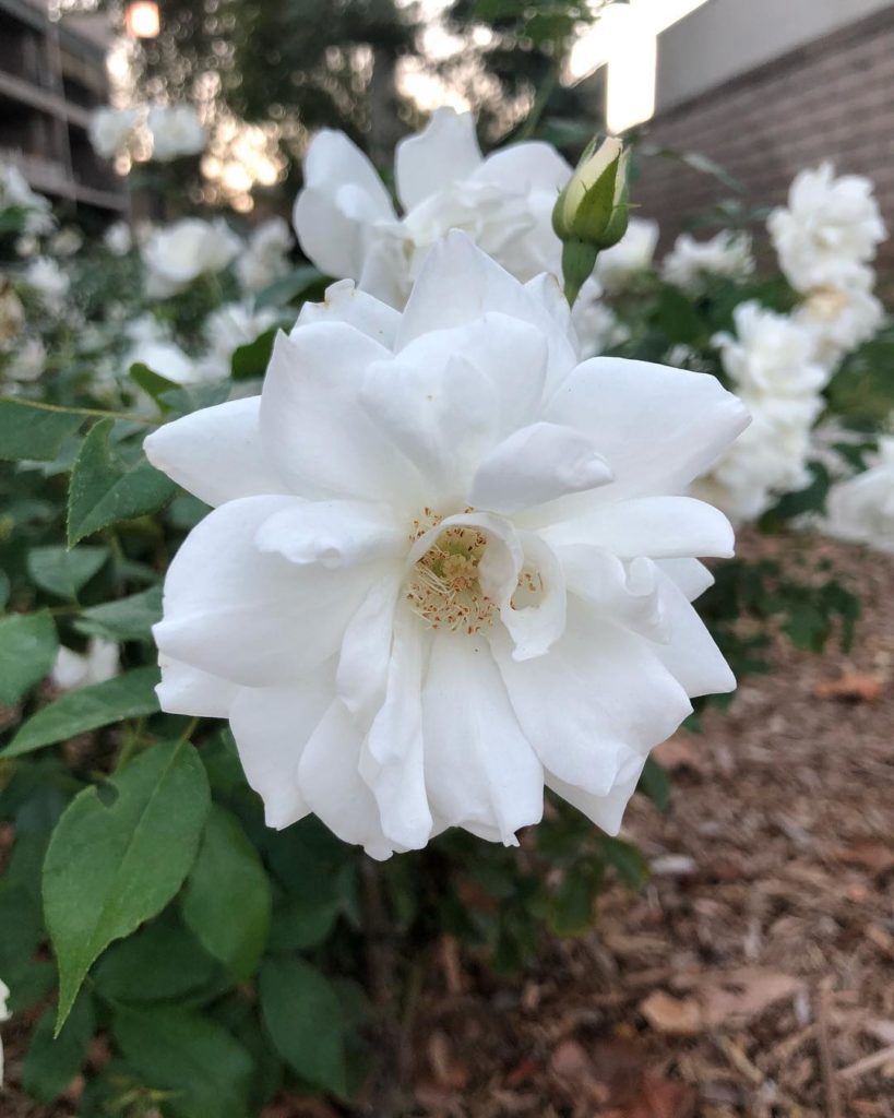 @gardendesignmag: Are you in a garden club, plant society, or master gardener association? We woul…