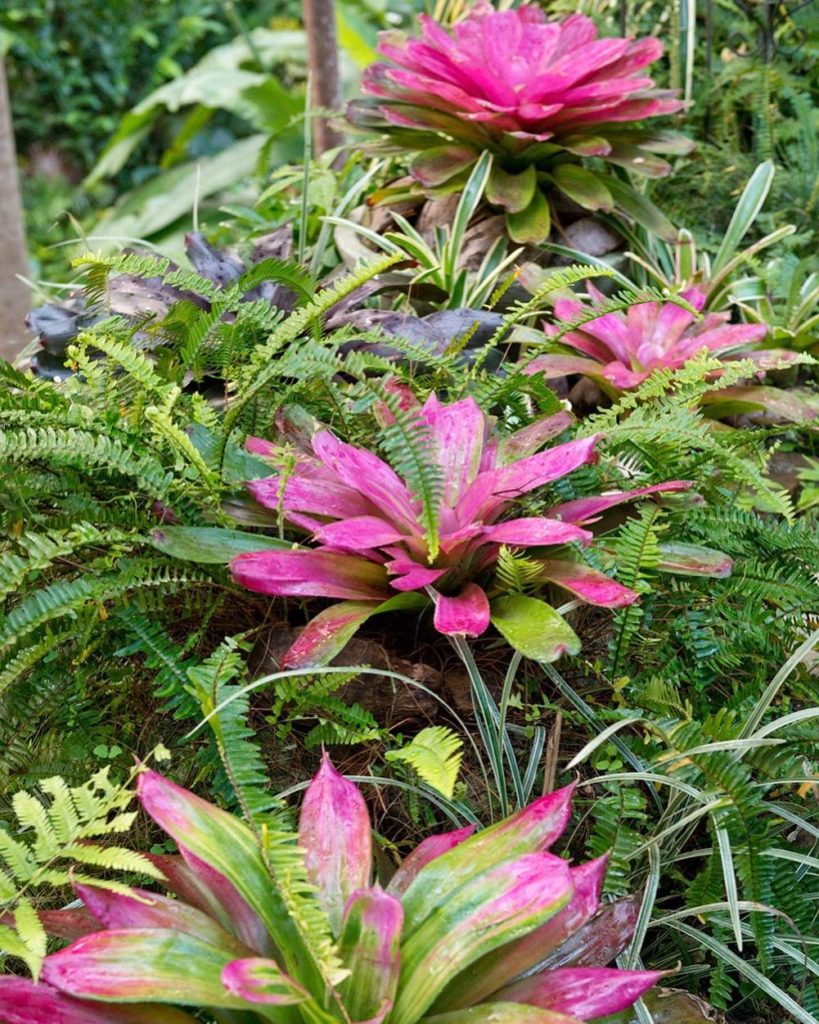 @gardendesignmag: A cluster of bromeliads edged in hot pink is just a peek into a tropical oasis, …