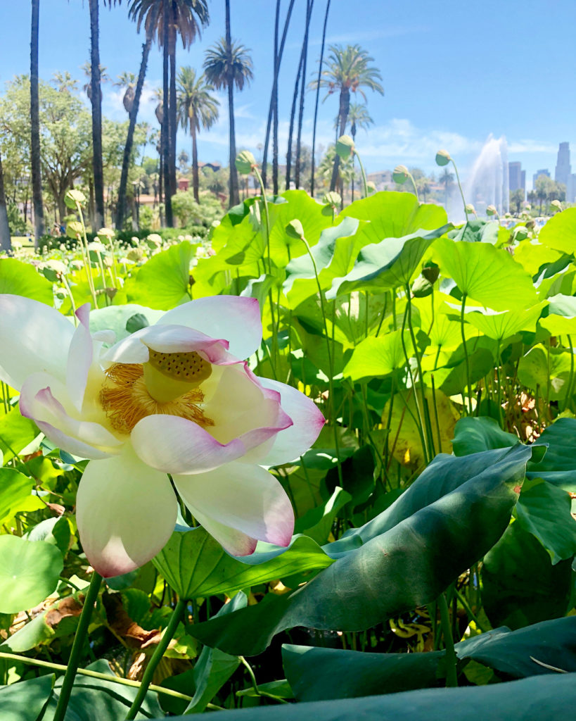@thehorticult: The famed lotus bed of Echo Park Lake is in bloom, and the flowers are so lovely…