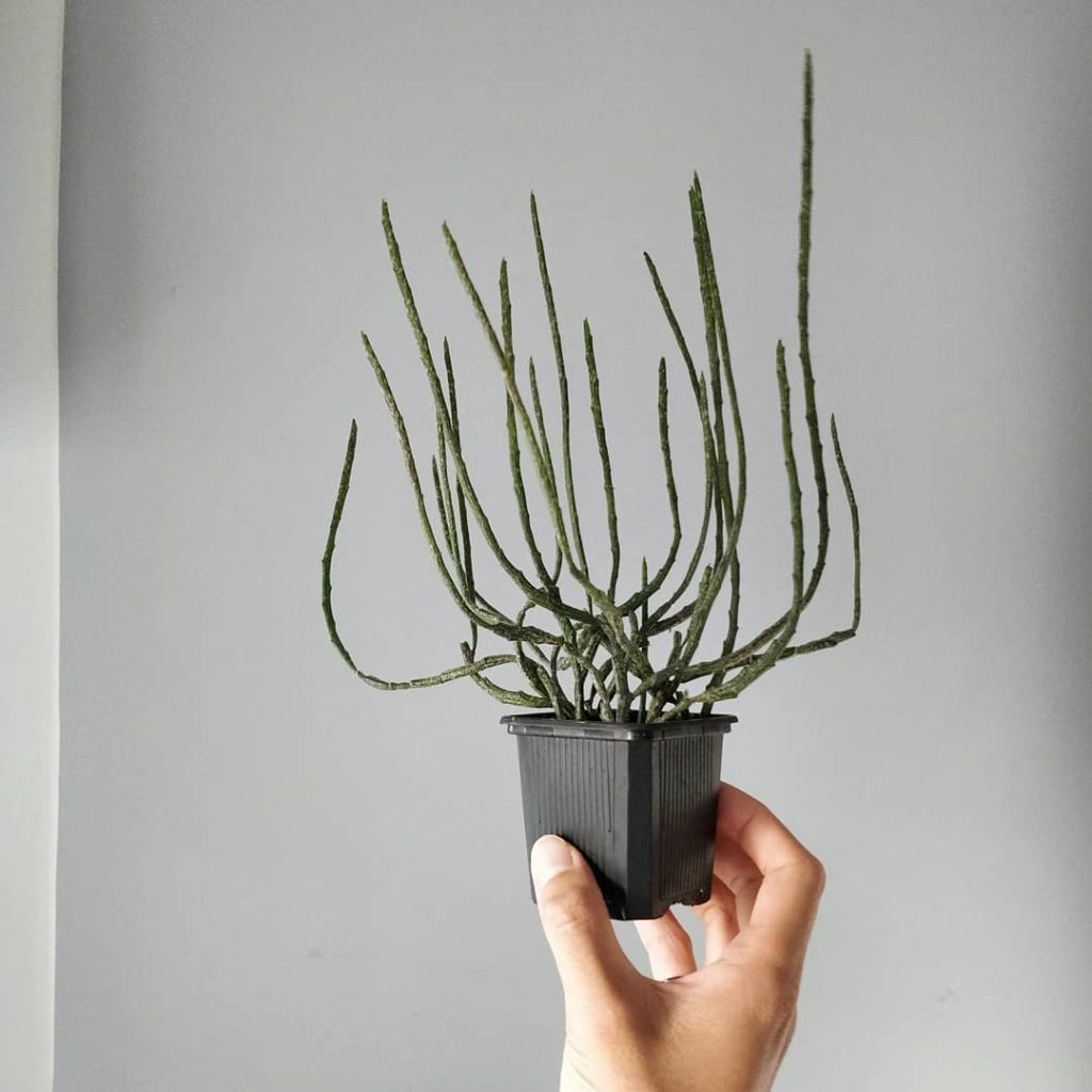 @houseplantjournal: Euphorbia platyclada just keeps getting taller. Do people cut it and propagate t…