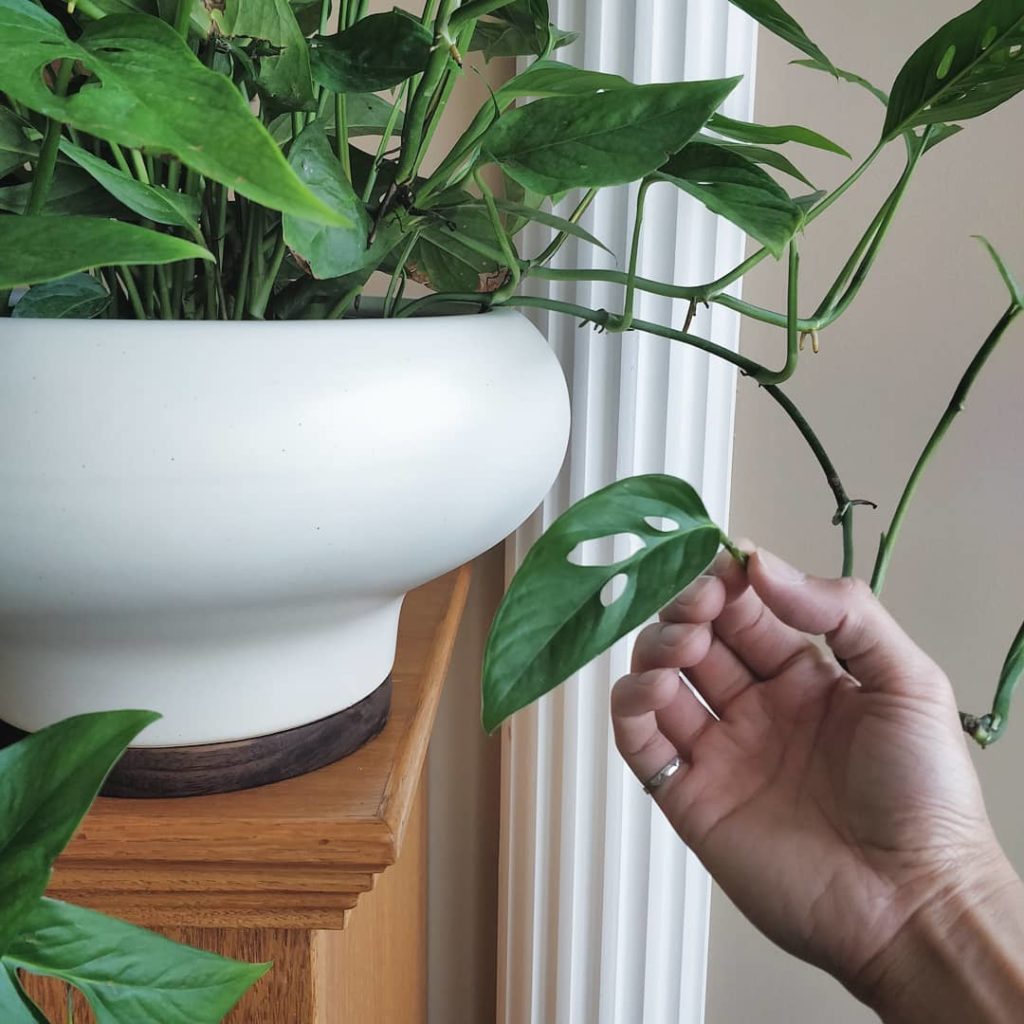 @houseplantjournal: #monsteramonday – latest acquisition from @valleyviewgardens – Monstera adansoni…