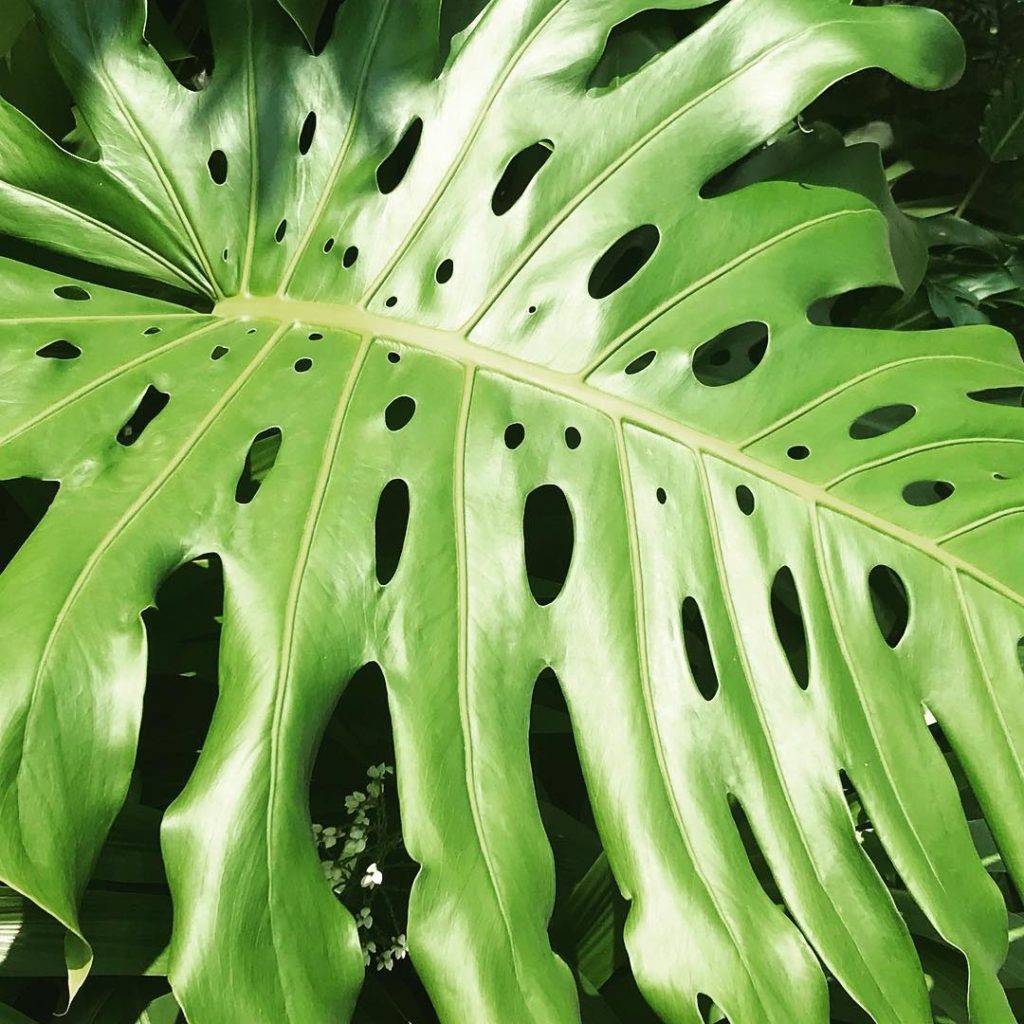 @kategouldgardens: This time last week I was still sweltering in #singapore and enviously admiring …