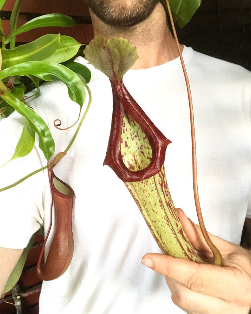 @thehorticult: Welcome to the outdoor shower room which doubles as a Nepenthes carnivorous plan…