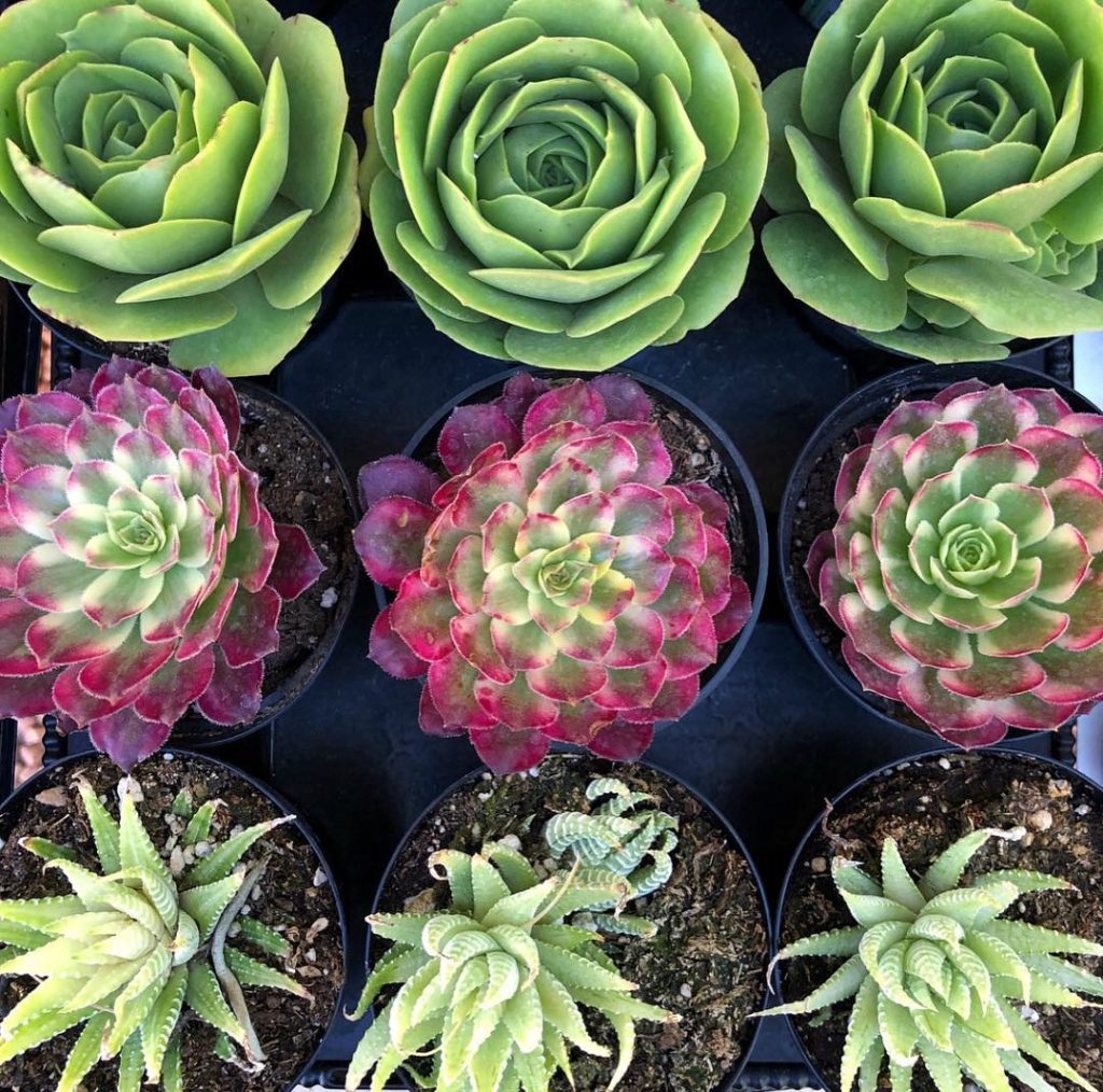 @fairyblooms: 🥝 “Peace begins when expectation ends.” (Tips for these guys 1: the bottom row i…