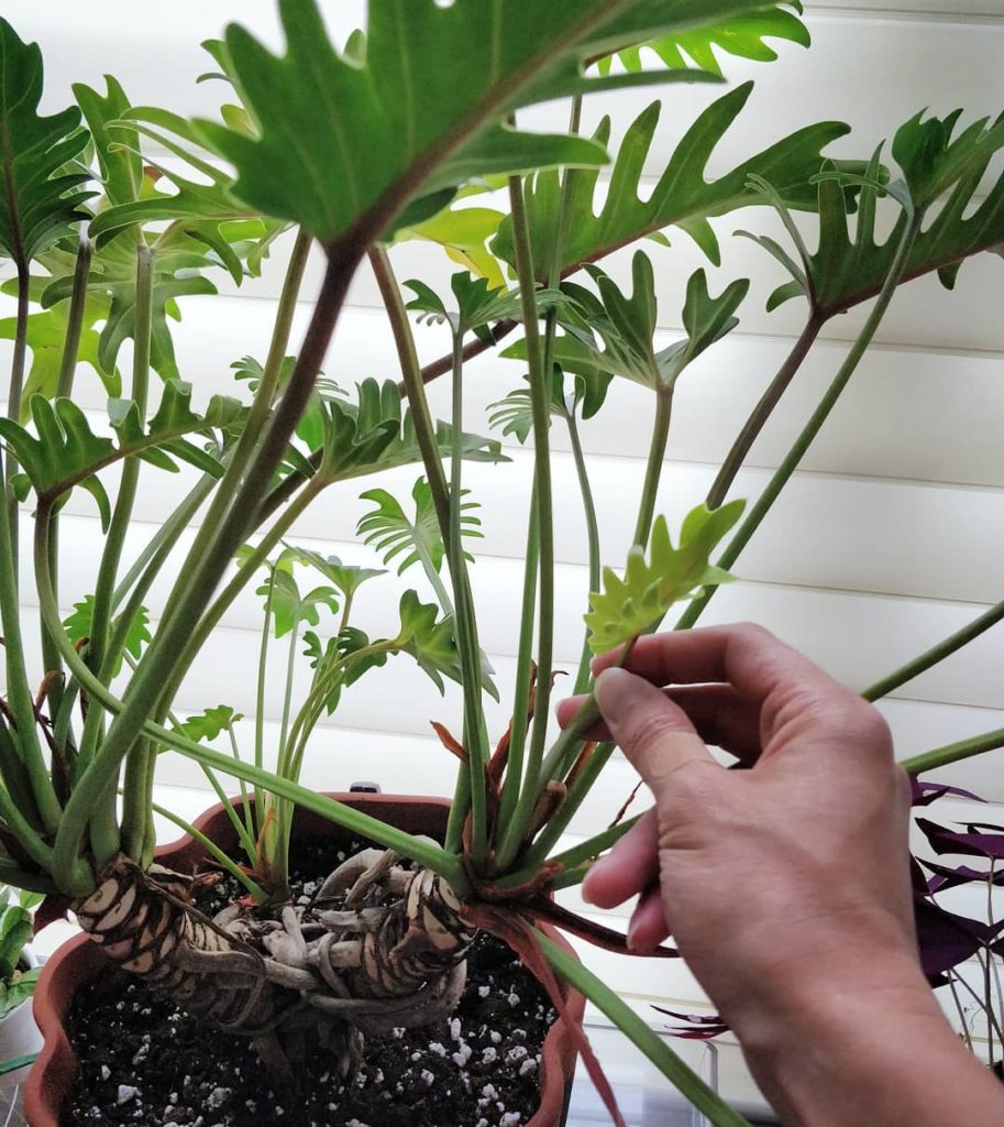 @houseplantjournal: #philodendronfriday Welcome new xanadu leaf! Soon you will reach the stature and…