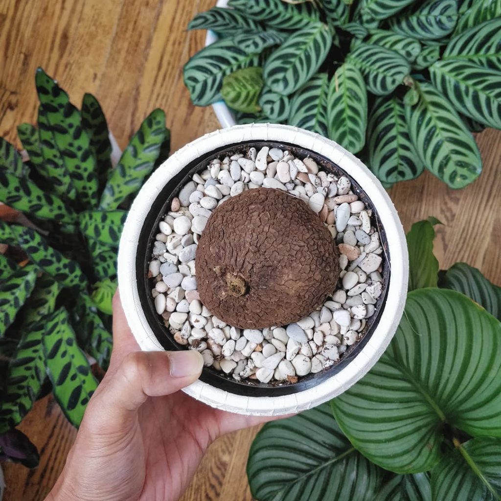 @houseplantjournal: Thanks for your votes on the pot color for my Stephania venosa. I think the usua…