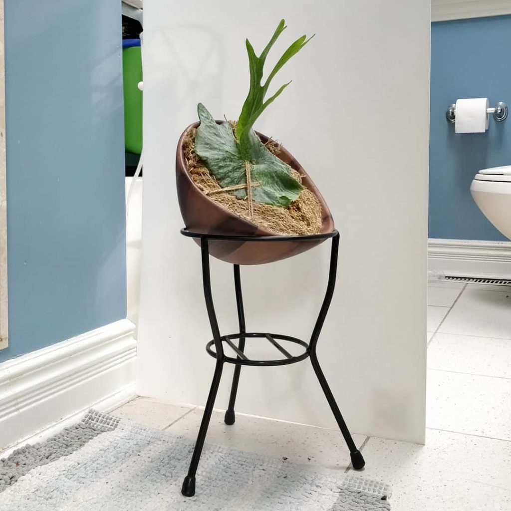 @houseplantjournal: Shortly after staging this photo, I discovered a rather severe spider mite infes…