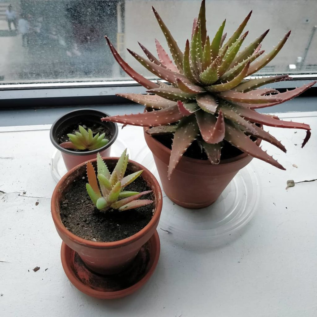 @houseplantjournal: Plants: Aloe x nobilis (mother and repotted pups)
–
Although I enjoyed the pink/…