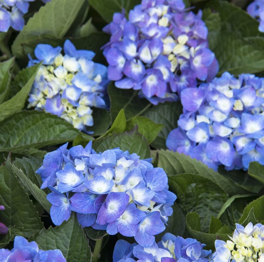 @gardendesignmag: Seaside Serenade® Cape Cod Hydrangea is a hardy, repeat blooming machine with bi…