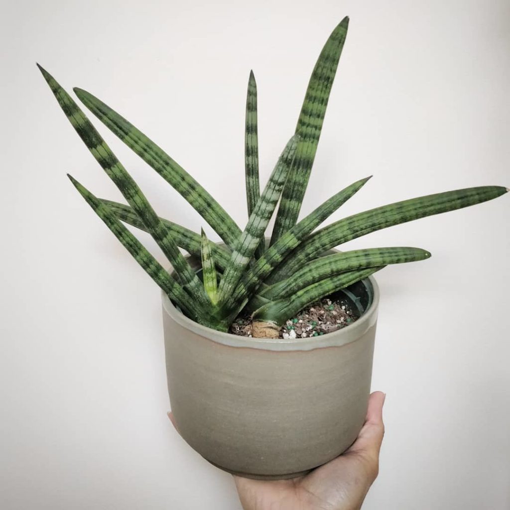 @houseplantjournal: Appreciating new growth on my Starfish Sansevieria – ( 2) one year ago, the baby…