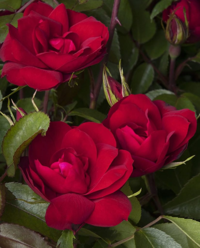 @gardendesignmag: So stunning!
Grace N’ Grit™ Red Shrub Rose from Monrovia Plants is an own-root, …