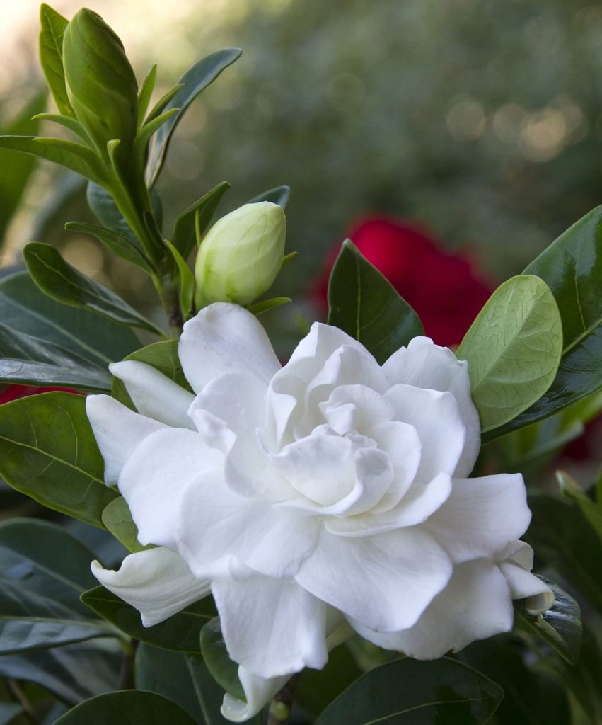 @gardendesignmag: Jump-start the beautiful #garden you’ve always wanted by adding plants from Monr…