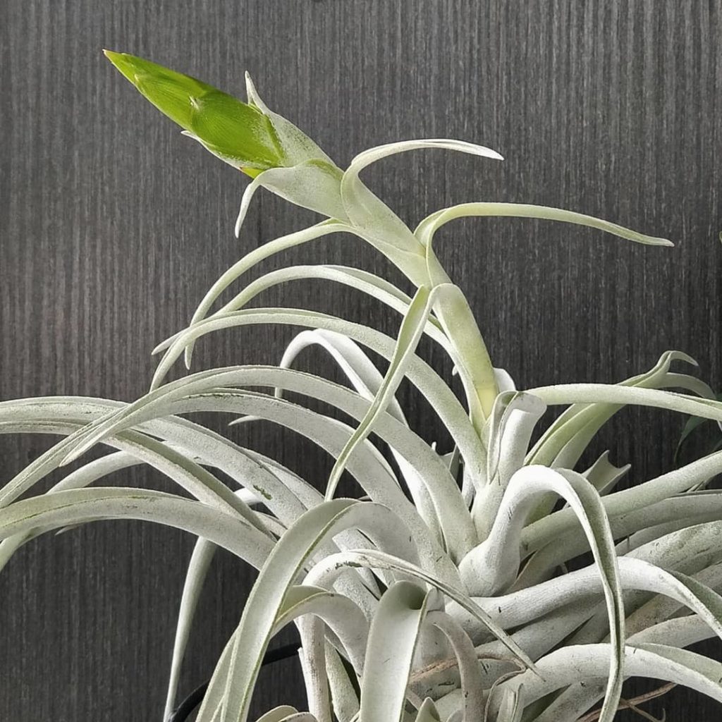 @houseplantjournal: My other time lapse project: this Tillandsia capitata ‘Peach’ is flowering and I…