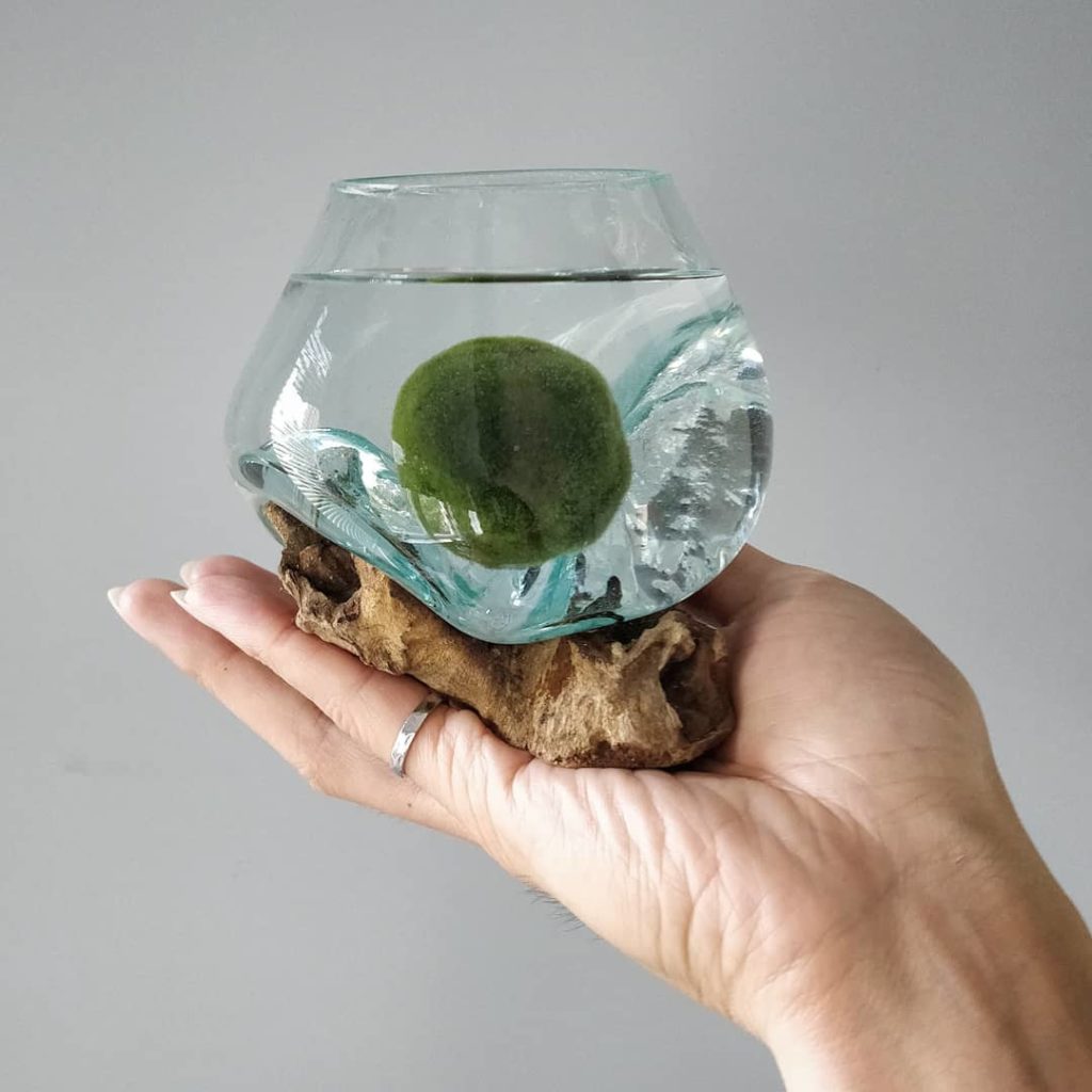 @houseplantjournal: I’m always on the lookout for cool containers. Found this in Bali.
–
Plant: mari…