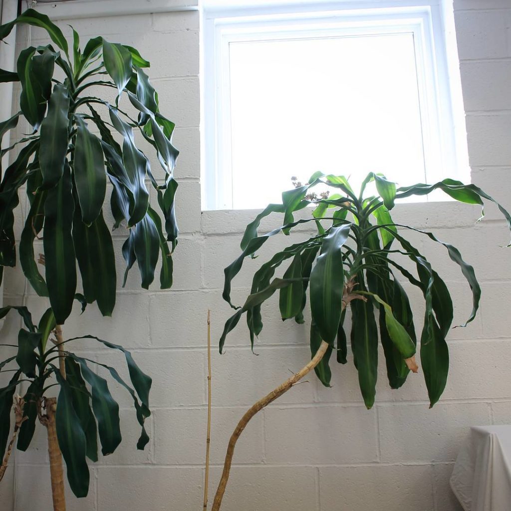 @houseplantjournal: (1/3) As much as I love to spend time observing plants, there are some that even…