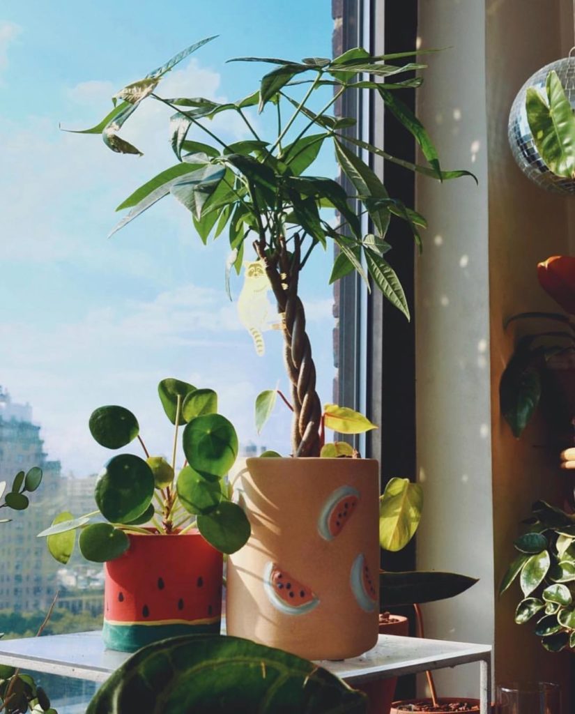 @thesill: Did you know that #PlantParentClub members get free standard shipping on all onl…