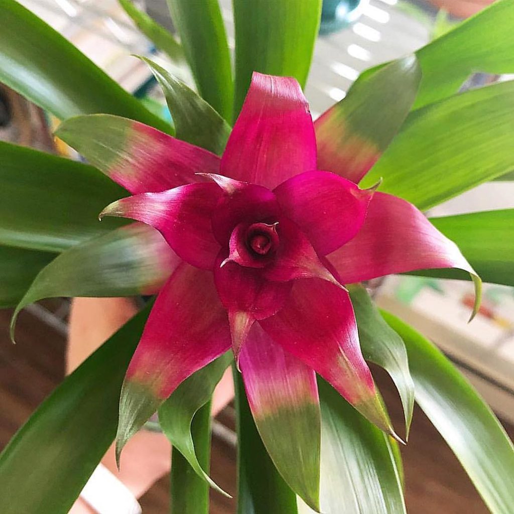 @thesill: #PlantParentClub member @lavenderinlimbo with their newest plant baby (Bromeli…