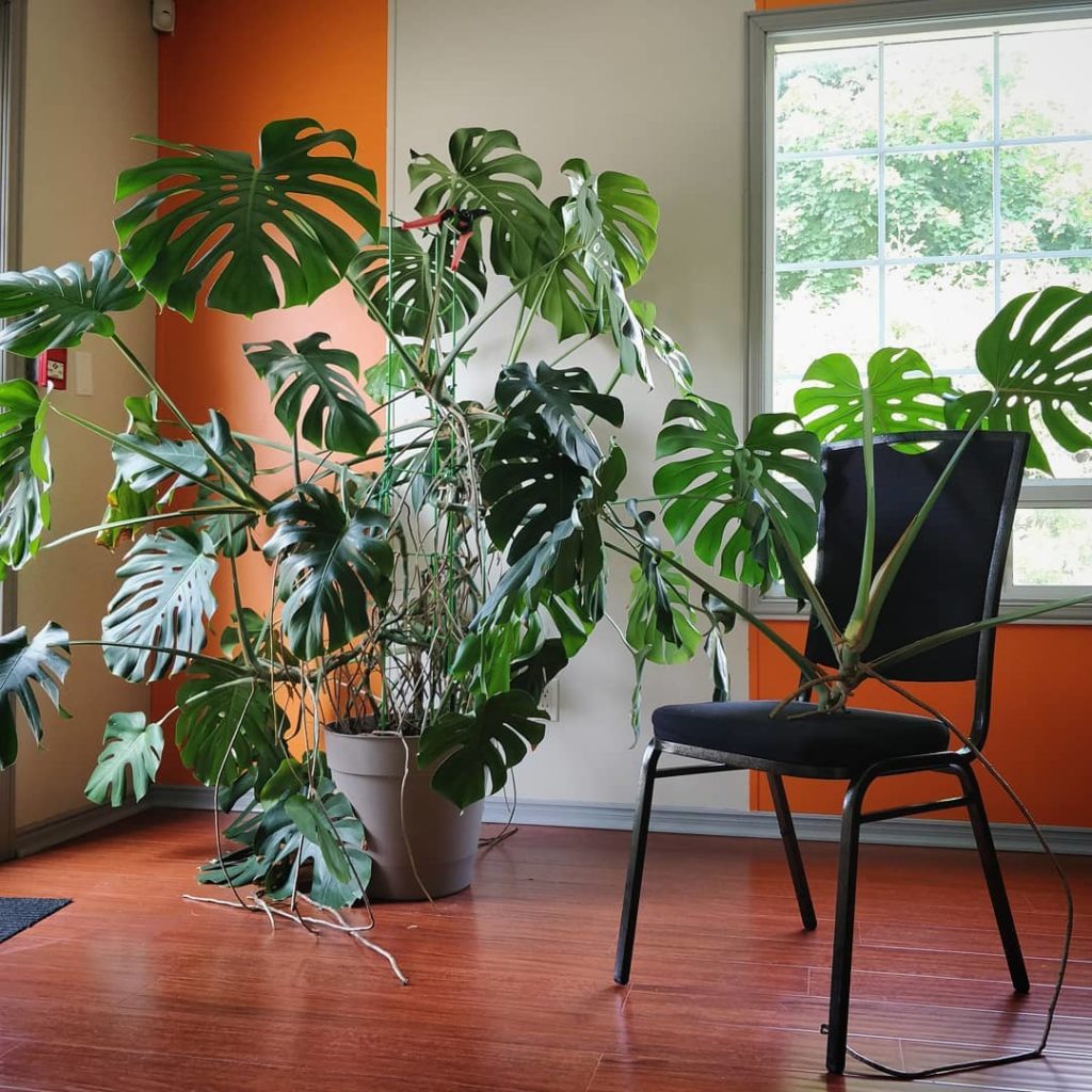 @houseplantjournal: The time has come for me to take cuttings from my monstera. 2️⃣ I took the cutti…