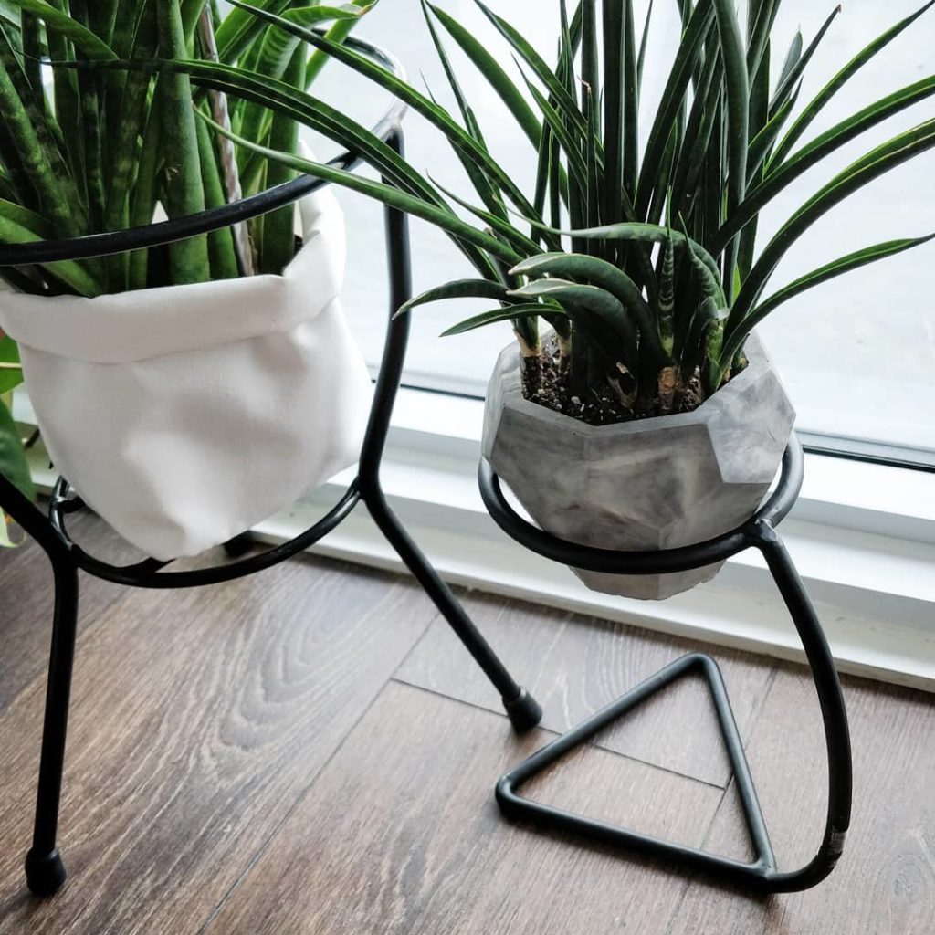 @houseplantjournal: #sansevieriasunday – my smaller Fernwood (or ‘japonesa’ – honestly not sure) has…