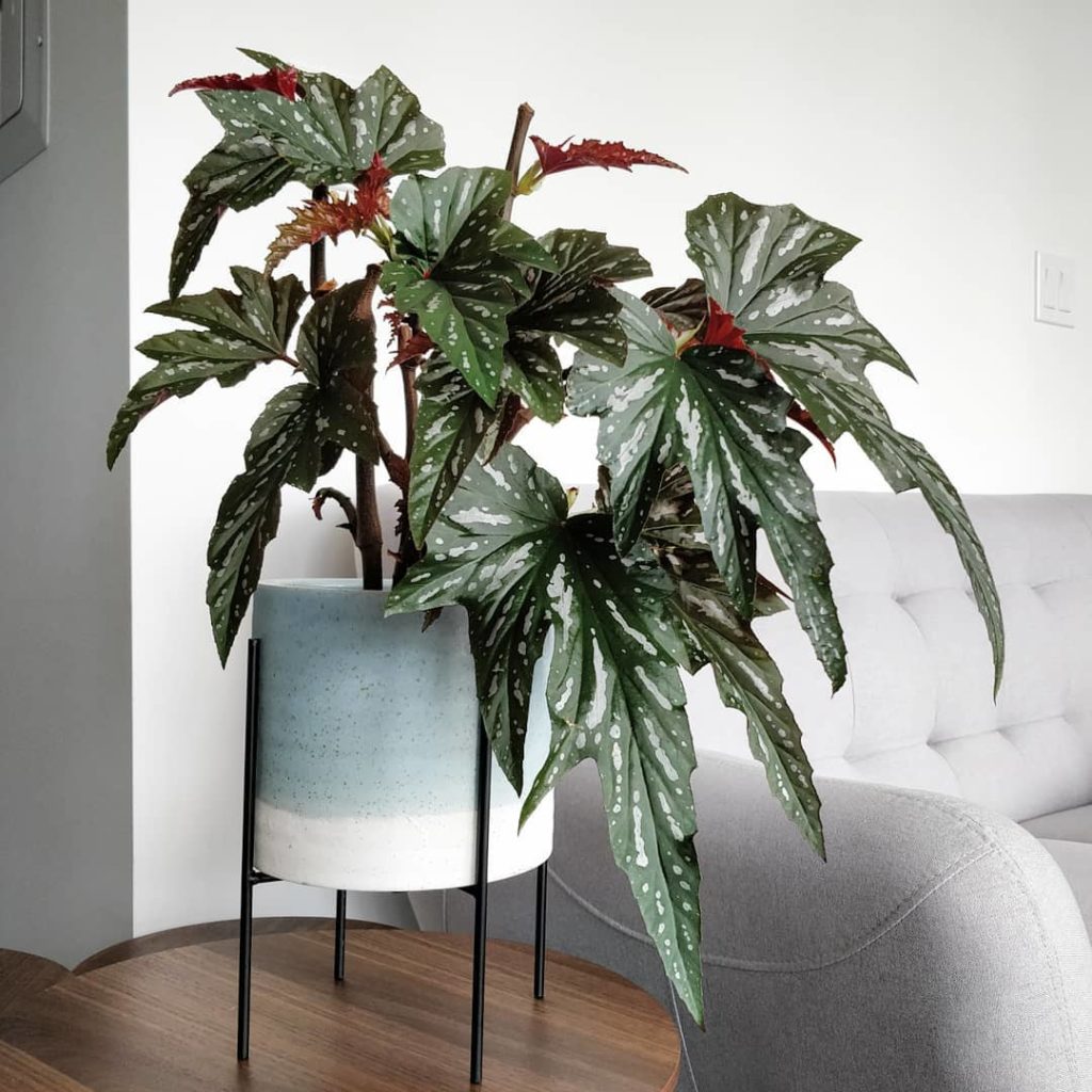 @houseplantjournal: My cane begonia: Begonia ‘Lady Vanderwilt’ – found the exact plant on www.begoni…