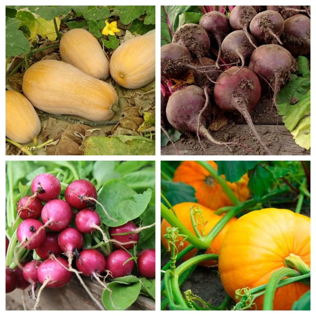 @gardendesignmag: What’s your favorite fall-harvested vegetable from the garden?
.
Winter Squash: …