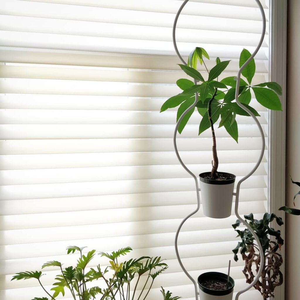 @houseplantjournal: Money tree (Pachira aquatica) progress – I was hoping this single stem specimen …