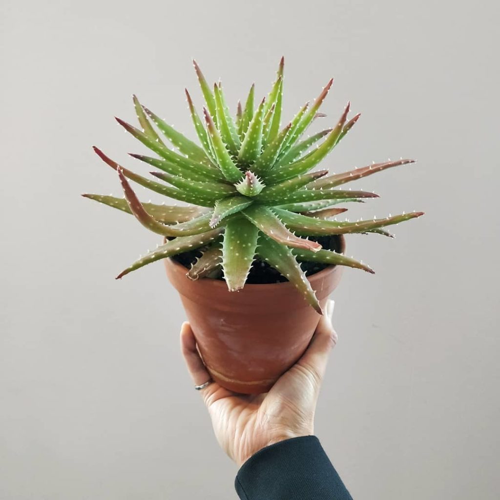 @houseplantjournal: 1️⃣ Weekends are for de-stressing, like this Aloe x nobilis becoming green again…