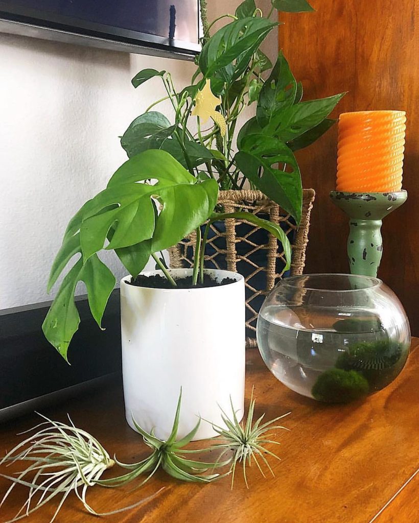 @thesill: So excited to see that @studioscc, our #PlantParentClub Member, has already put …