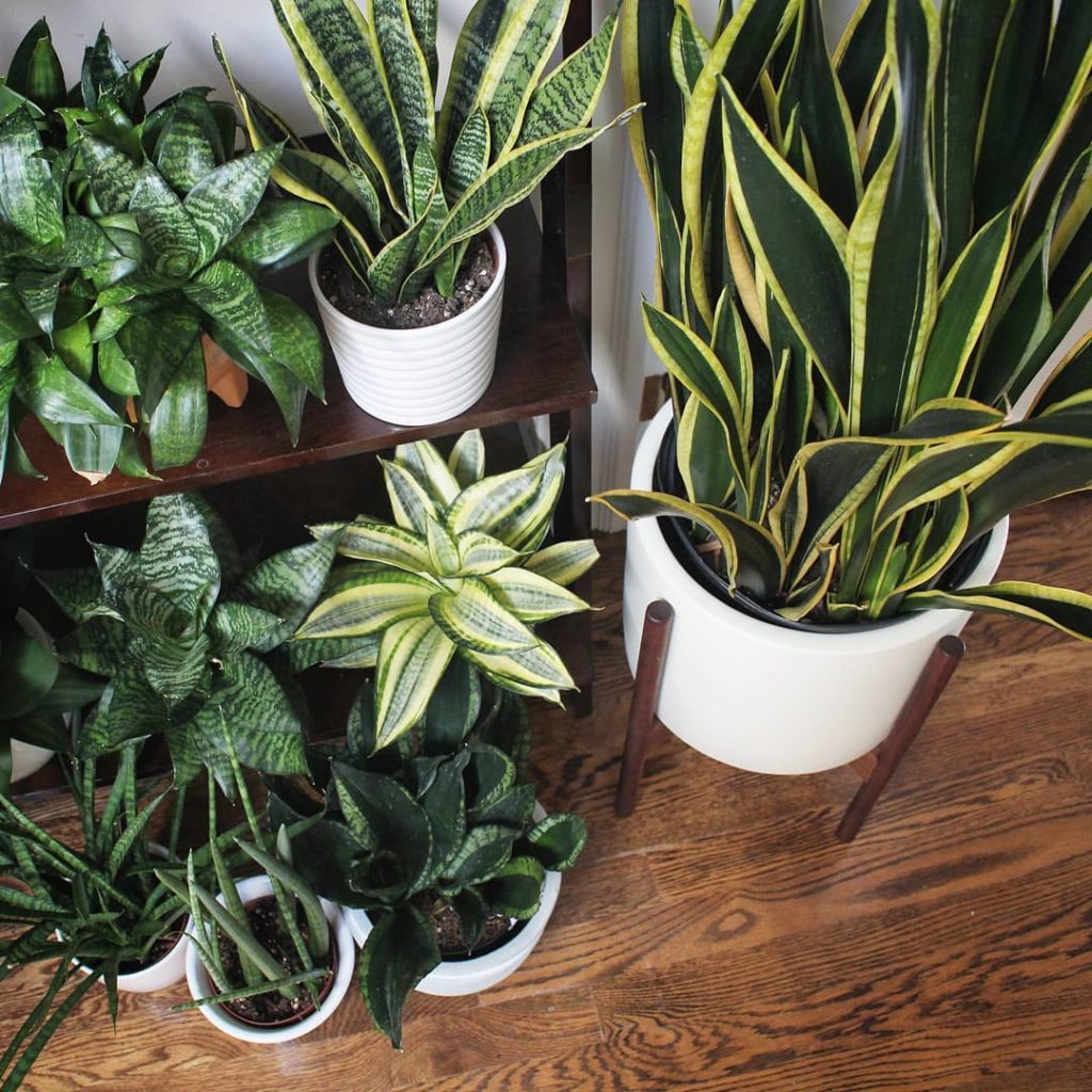 @houseplantjournal: I’m still establishing my new snake plant fam so here’s a photo of the original …