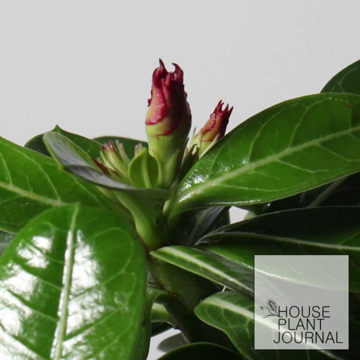 @houseplantjournal: Here’s a #plantfailfriday #timelapse – upon finding new buds on this Adenium obe…