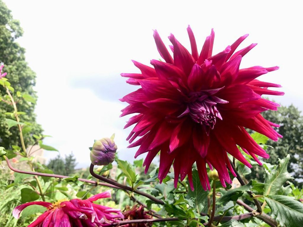 @thehorticult: Throwback to a few weeks ago at @brooklynbotanic! Highlights included #dahlias i…