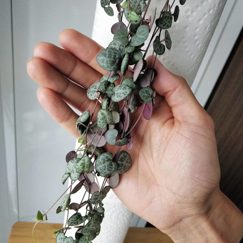 @houseplantjournal: String of hearts propagation link in profile.
–
I’m quite pleased with how this …