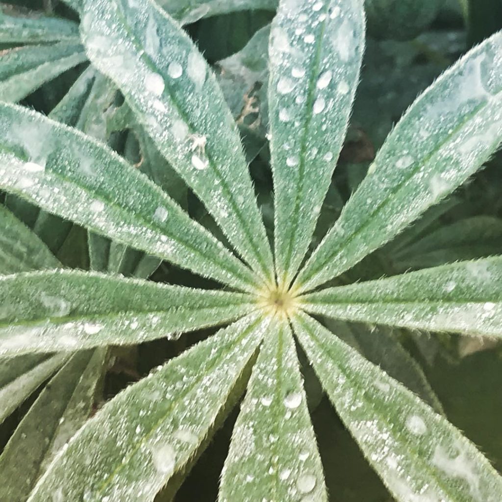 @kategouldgardens: It chucked it down today which threw a spanner in the ‘I’m going to reorganise t…