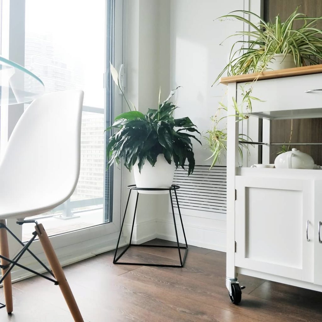 @houseplantjournal: My big peace lily is happy on her stand by @plantwares – she deserves a pedestal…