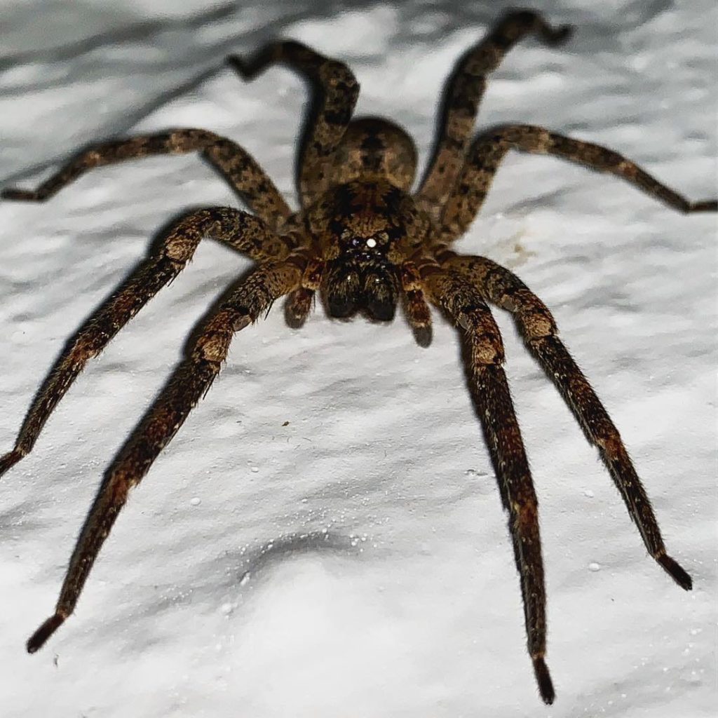 @tommasseyuk: I think this is Tegenaria parietina ‘The Cardinal Spider’ – found in my shed. Ap…