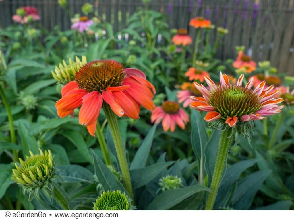 @gardendesignmag: Loving the vibrancy of this hot coral coneflower!
@egardengo_app is a favorite r…