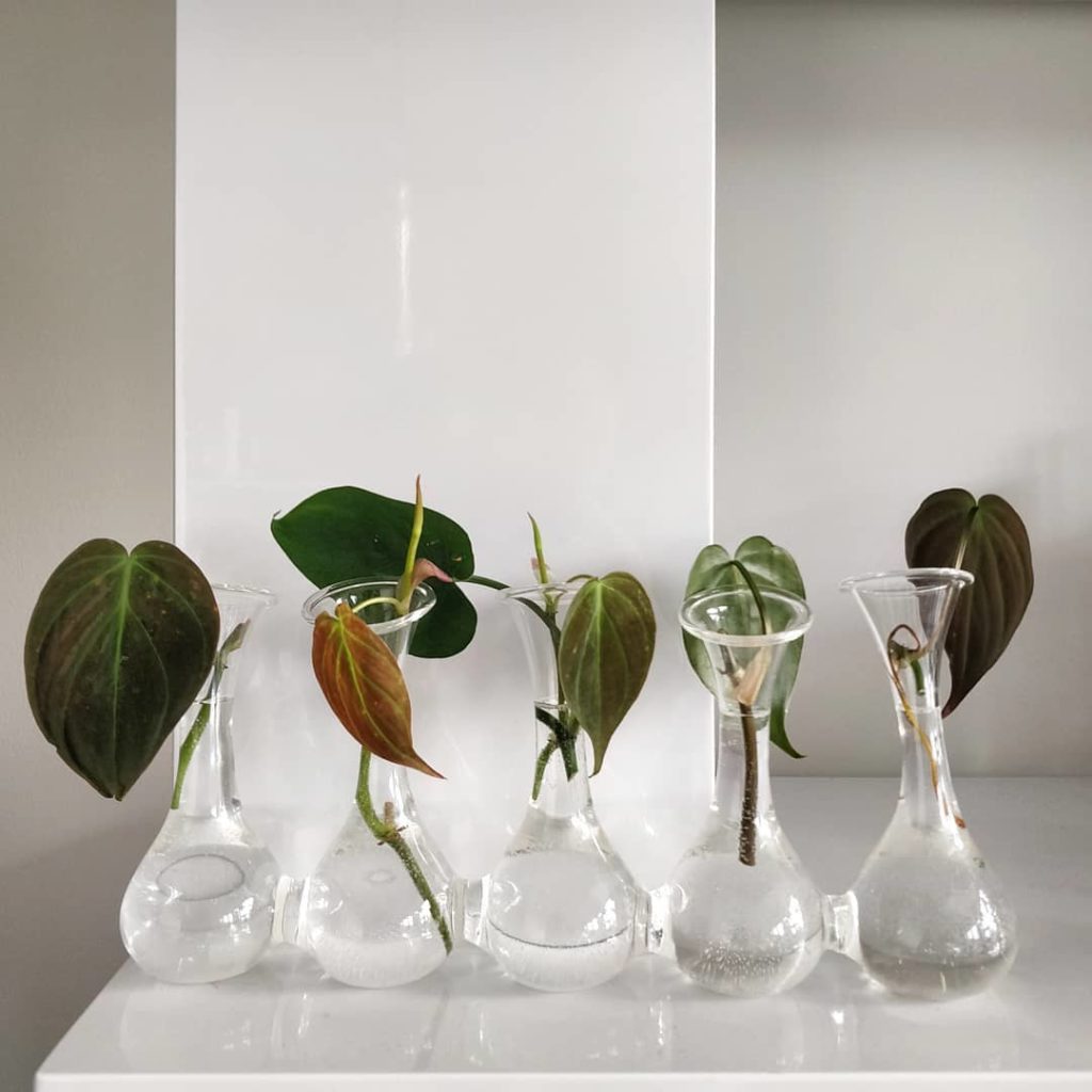 @houseplantjournal: Of course I had to bring over one of my fav propagation vessels! 2️⃣ They are in…