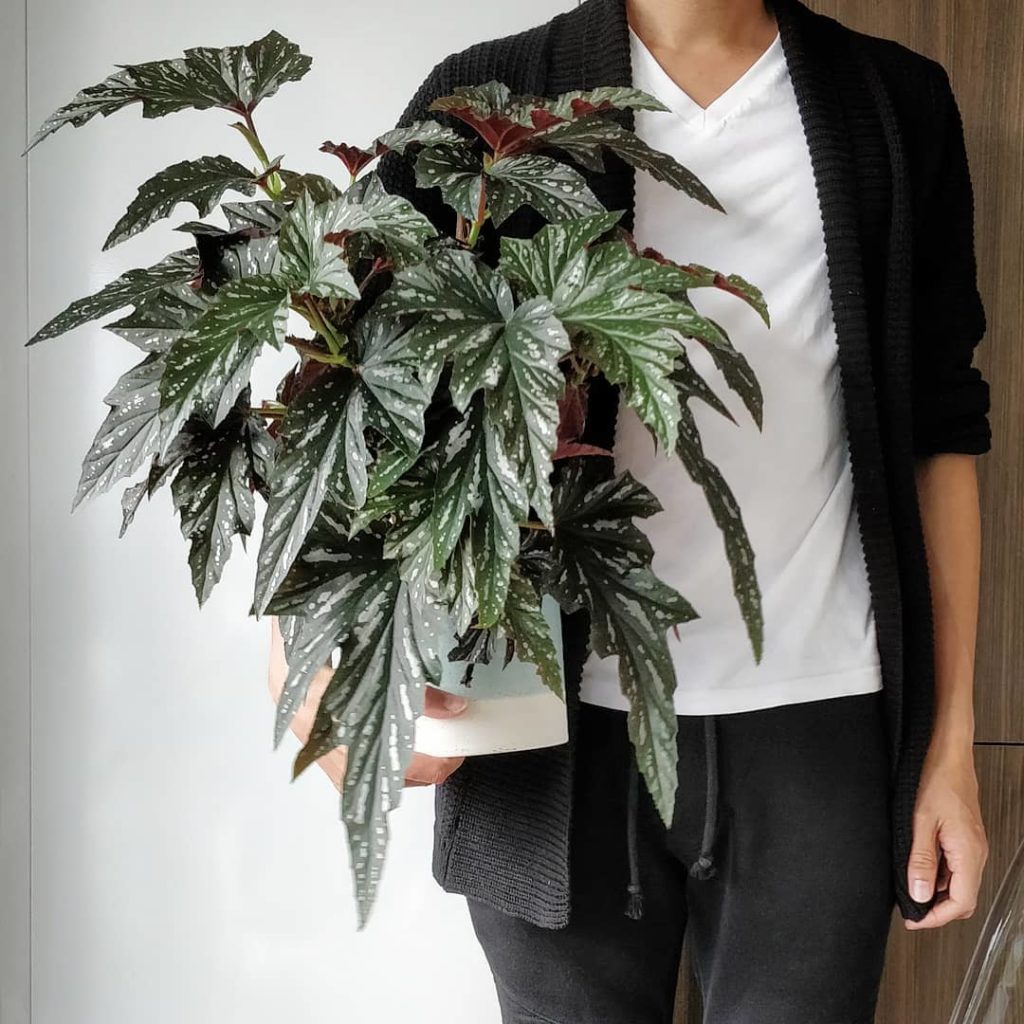 @houseplantjournal: Begonia ‘Lady Vanderwilt’ and me for #begoniamonday
~
~
#embraceplants #housepl…