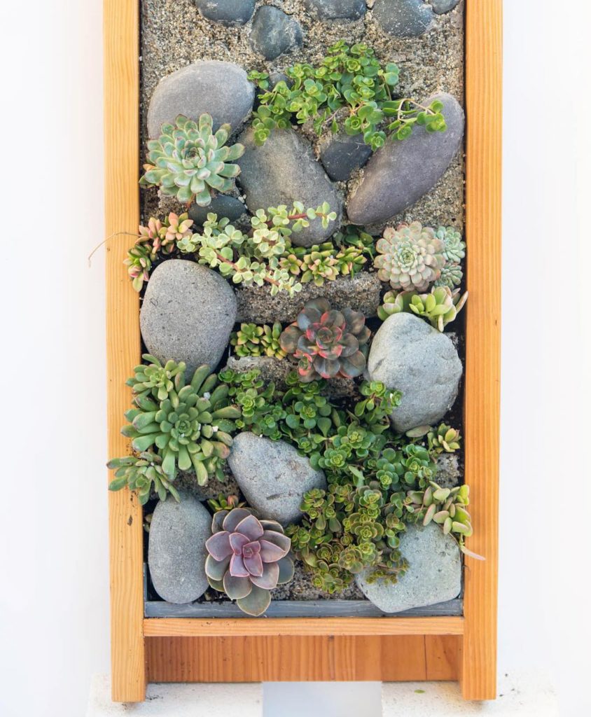 @thehorticult: Shore Garden #2 arranged with sun-loving succulents for an east-facing exterior …