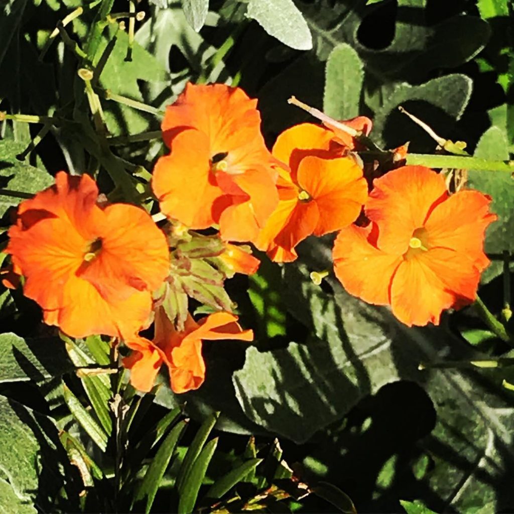 @kategouldgardens: When the label says ‘perennial’ wallflower, it isn’t kidding. The cheeriest of o…