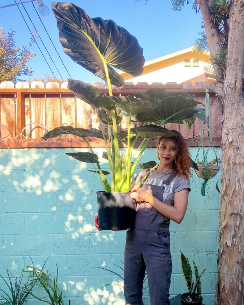 @thehorticult: For the LA garden, just picked up a tall dark beauty of a #colocasia #elephantea…